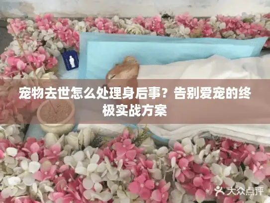 宠物去世怎么处理身后事？告别爱宠的终极实战方案