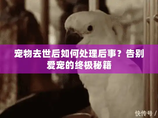 宠物去世后如何处理后事？告别爱宠的终极秘籍