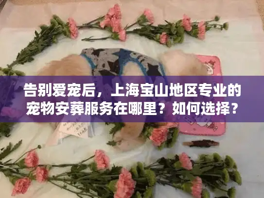 告别爱宠后，上海宝山地区专业的宠物安葬服务在哪里？如何选择？