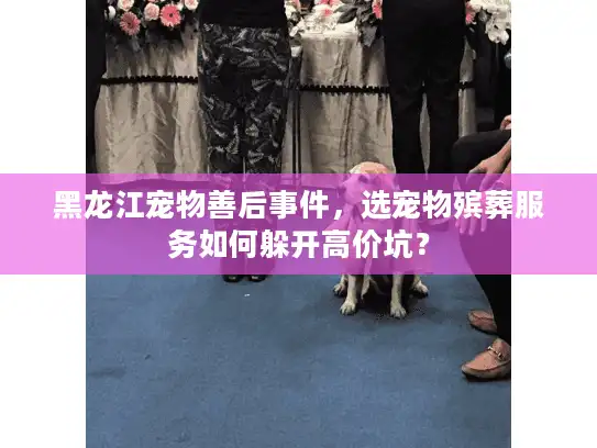 黑龙江宠物善后事件，选宠物殡葬服务如何躲开高价坑？