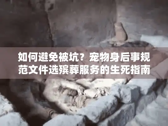 如何避免被坑？宠物身后事规范文件选殡葬服务的生死指南