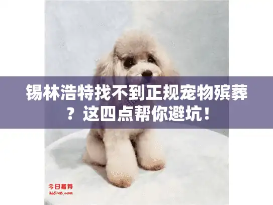 锡林浩特找不到正规宠物殡葬？这四点帮你避坑！