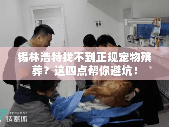 锡林浩特找不到正规宠物殡葬？这四点帮你避坑！