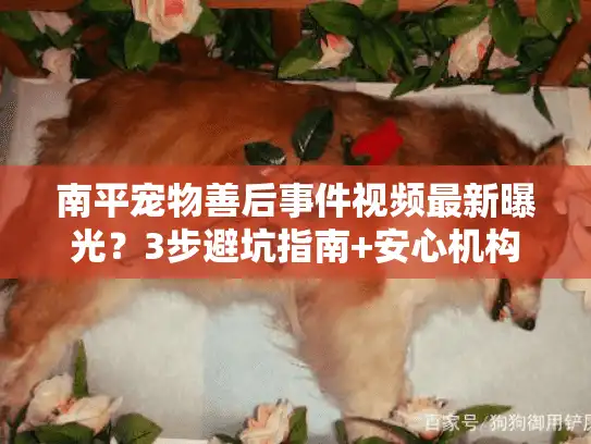 南平宠物善后事件视频最新曝光？3步避坑指南+安心机构清单