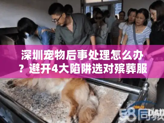 深圳宠物后事处理怎么办？避开4大陷阱选对殡葬服务