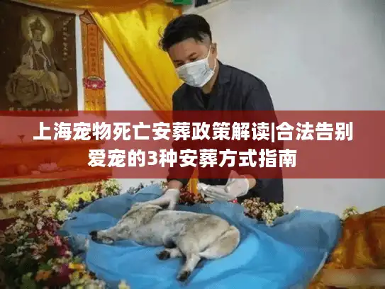 上海宠物死亡安葬政策解读|合法告别爱宠的3种安葬方式指南