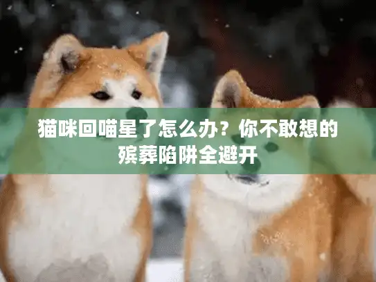 猫咪回喵星了怎么办？你不敢想的殡葬陷阱全避开