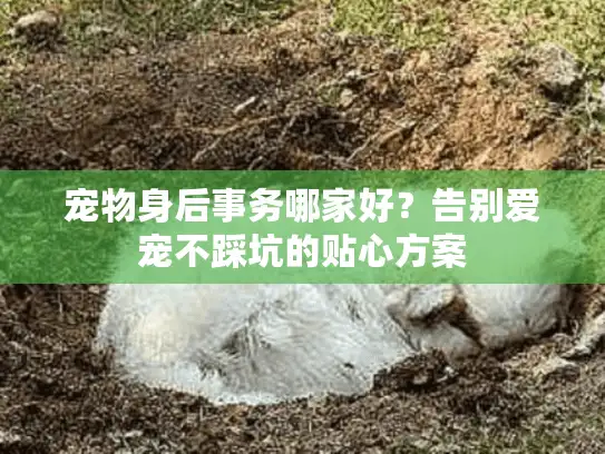宠物身后事务哪家好？告别爱宠不踩坑的贴心方案