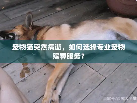 宠物猫突然病逝，如何选择专业宠物殡葬服务？