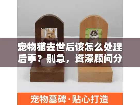 宠物猫去世后该怎么处理后事？别急，资深顾问分享实用指南