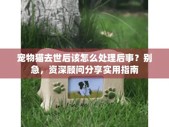 宠物猫去世后该怎么处理后事？别急，资深顾问分享实用指南