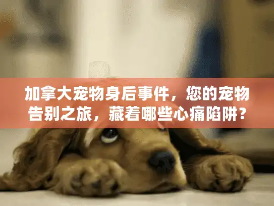 加拿大宠物身后事件，您的宠物告别之旅，藏着哪些心痛陷阱？