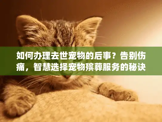 如何办理去世宠物的后事？告别伤痛，智慧选择宠物殡葬服务的秘诀