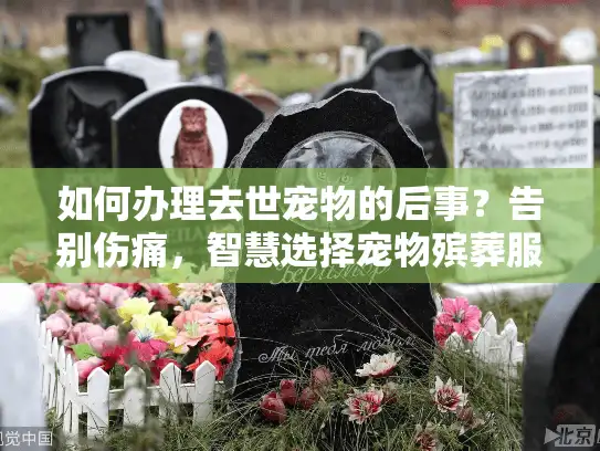 如何办理去世宠物的后事？告别伤痛，智慧选择宠物殡葬服务的秘诀