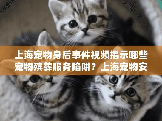 上海宠物身后事件视频揭示哪些宠物殡葬服务陷阱？上海宠物安葬选择终极攻略