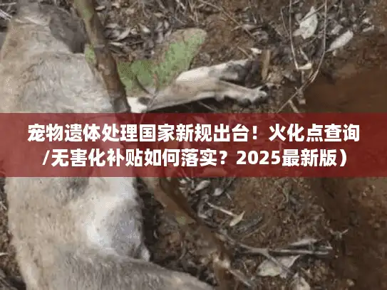 宠物遗体处理国家新规出台！火化点查询/无害化补贴如何落实？2025最新版）
