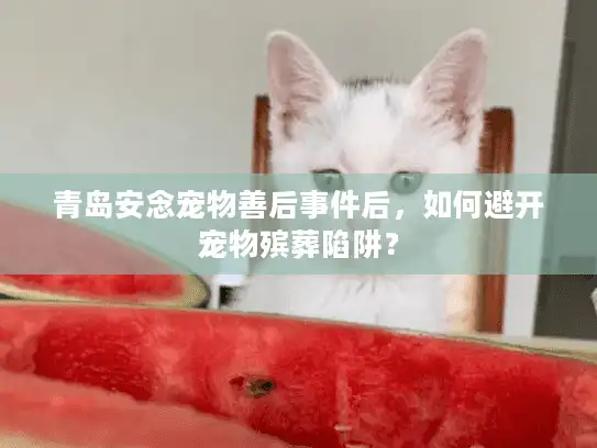 青岛安念宠物善后事件后，如何避开宠物殡葬陷阱？