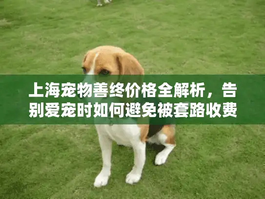 上海宠物善终价格全解析，告别爱宠时如何避免被套路收费？