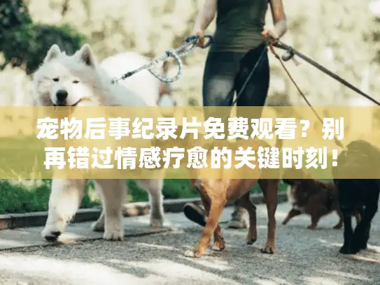 宠物后事纪录片免费观看？别再错过情感疗愈的关键时刻！
