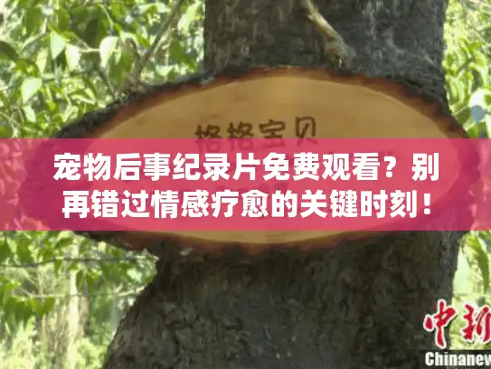 宠物后事纪录片免费观看？别再错过情感疗愈的关键时刻！