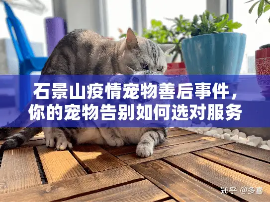 石景山疫情宠物善后事件，你的宠物告别如何选对服务？