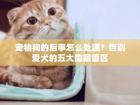 宠物狗的后事怎么处理？告别爱犬的五大隐藏雷区
