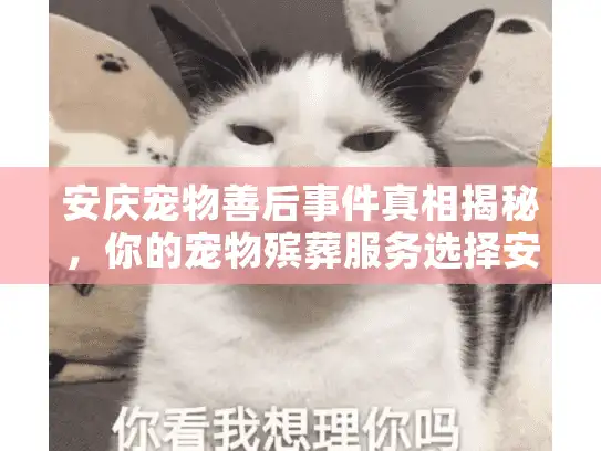 安庆宠物善后事件真相揭秘，你的宠物殡葬服务选择安全可靠吗？