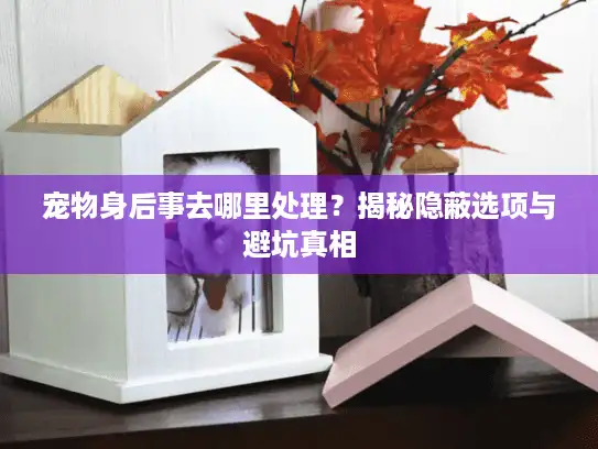 宠物身后事去哪里处理？揭秘隐蔽选项与避坑真相