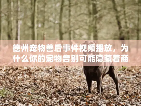德州宠物善后事件视频播放，为什么你的宠物告别可能隐藏着商业陷阱？
