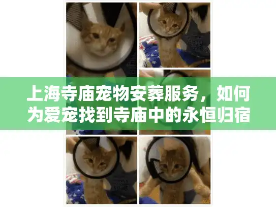 上海寺庙宠物安葬服务，如何为爱宠找到寺庙中的永恒归宿？
