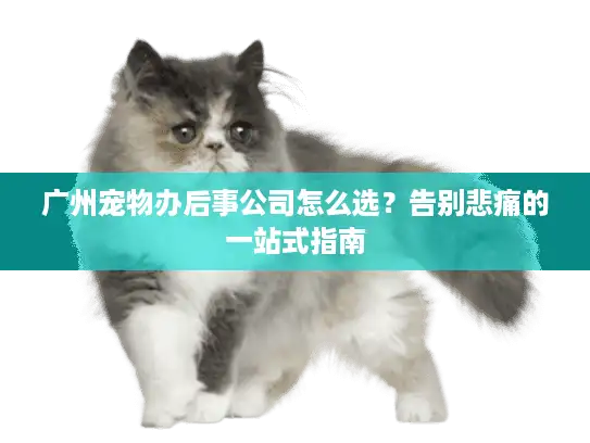 广州宠物办后事公司怎么选？告别悲痛的一站式指南