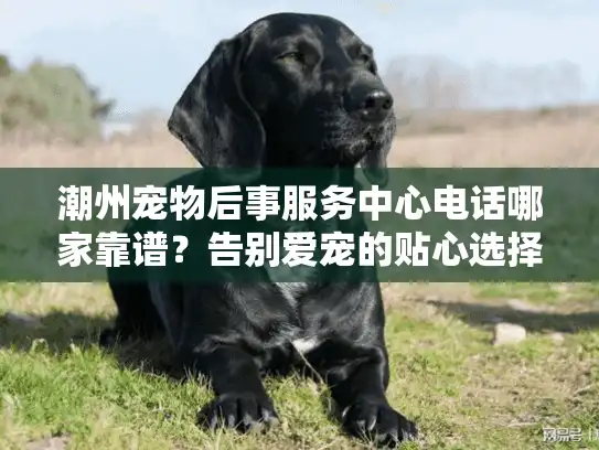 潮州宠物后事服务中心电话哪家靠谱？告别爱宠的贴心选择
