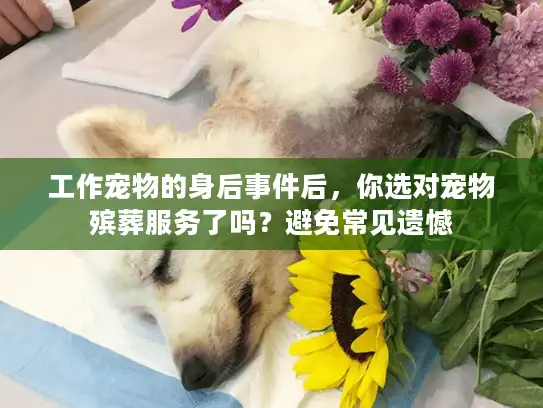 工作宠物的身后事件后，你选对宠物殡葬服务了吗？避免常见遗憾