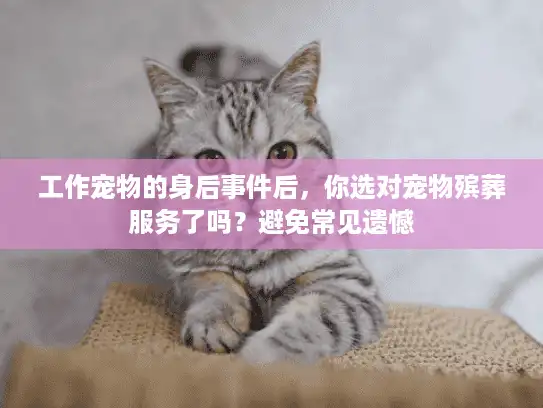 工作宠物的身后事件后，你选对宠物殡葬服务了吗？避免常见遗憾