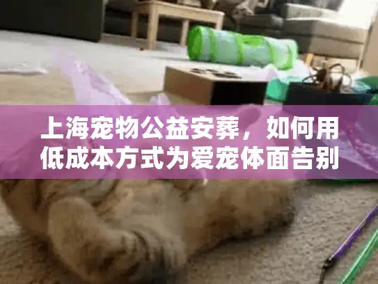 上海宠物公益安葬，如何用低成本方式为爱宠体面告别