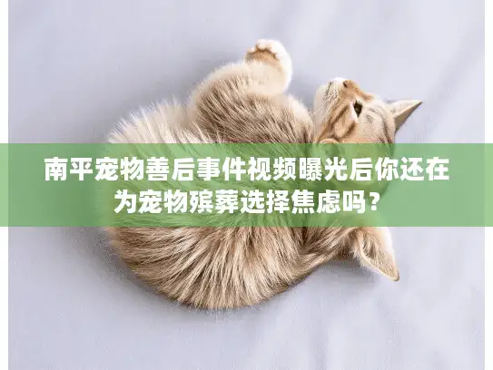 南平宠物善后事件视频曝光后你还在为宠物殡葬选择焦虑吗？