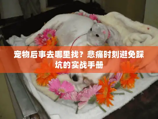 宠物后事去哪里找？悲痛时刻避免踩坑的实战手册