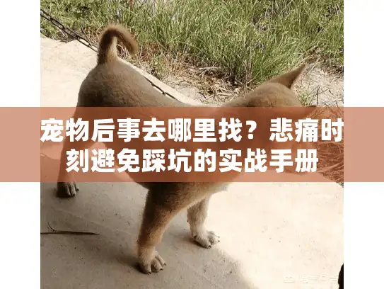 宠物后事去哪里找？悲痛时刻避免踩坑的实战手册