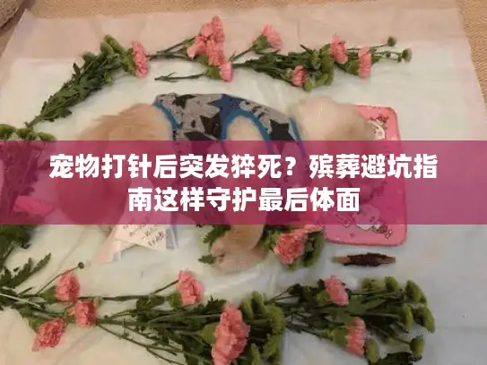 宠物打针后突发猝死？殡葬避坑指南这样守护最后体面
