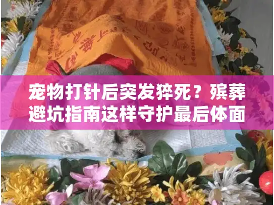 宠物打针后突发猝死？殡葬避坑指南这样守护最后体面