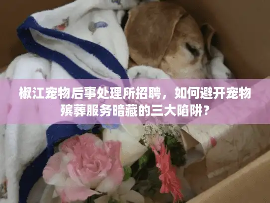 椒江宠物后事处理所招聘，如何避开宠物殡葬服务暗藏的三大陷阱？