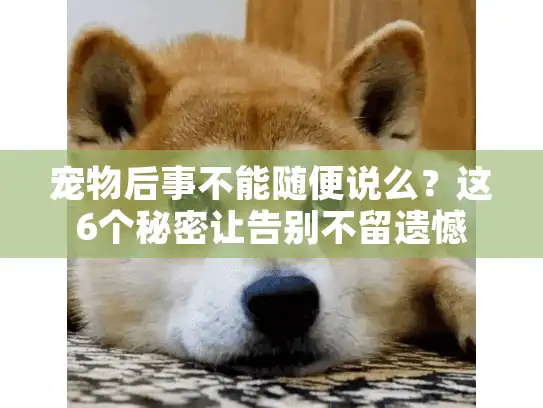 宠物后事不能随便说么？这6个秘密让告别不留遗憾