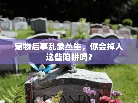 宠物后事乱象丛生，你会掉入这些陷阱吗？