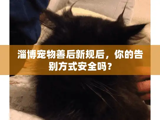 淄博宠物善后新规后，你的告别方式安全吗？