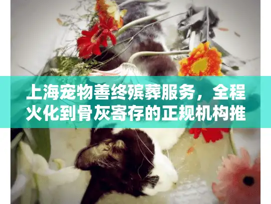 上海宠物善终殡葬服务，全程火化到骨灰寄存的正规机构推荐