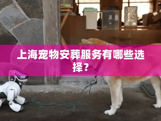 上海宠物安葬服务有哪些选择？
