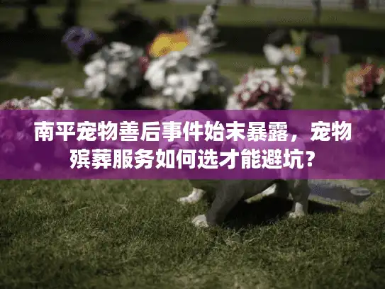南平宠物善后事件始末暴露，宠物殡葬服务如何选才能避坑？