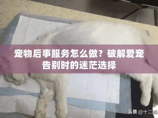 宠物后事服务怎么做？破解爱宠告别时的迷茫选择