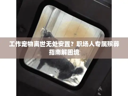 工作宠物离世无处安置？职场人专属殡葬指南解困境