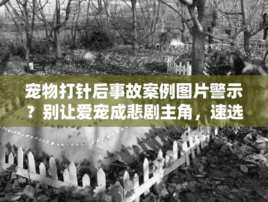 宠物打针后事故案例图片警示？别让爱宠成悲剧主角，速选安全殡葬服务